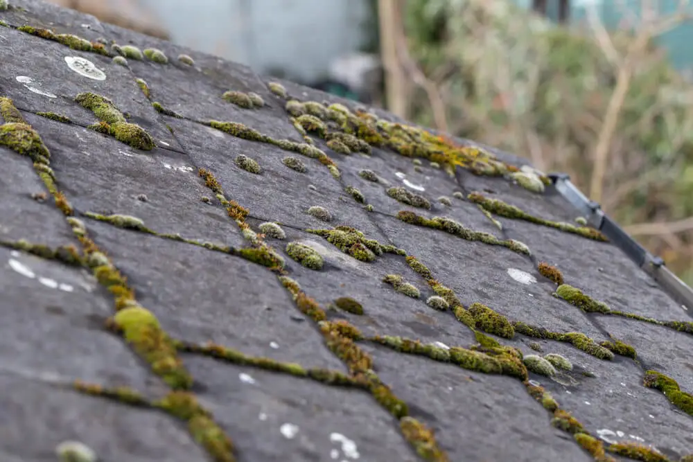 Pictures of Roofs That Need to Be Replaced: Signs of Roofing Trouble
