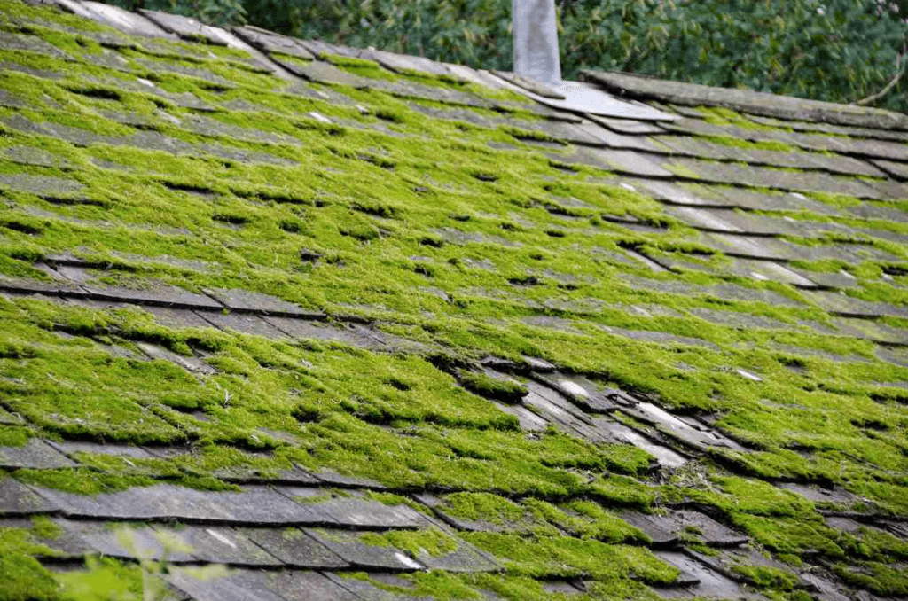 Does Moss Damage Roof Shingles