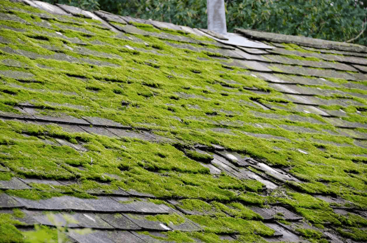 Does Moss Damage Roof Shingles? Understanding the Impact and How to Address It