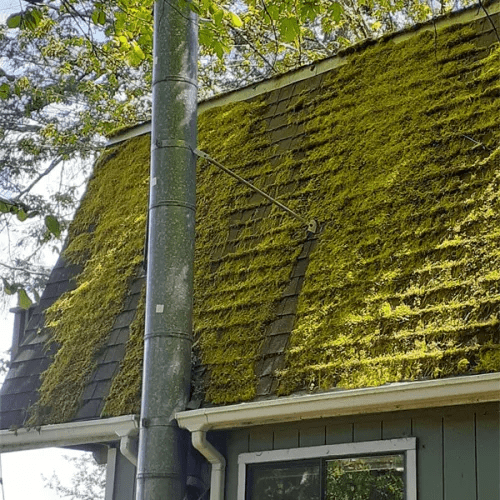 How To Get Moss Off The Roof Of Your House