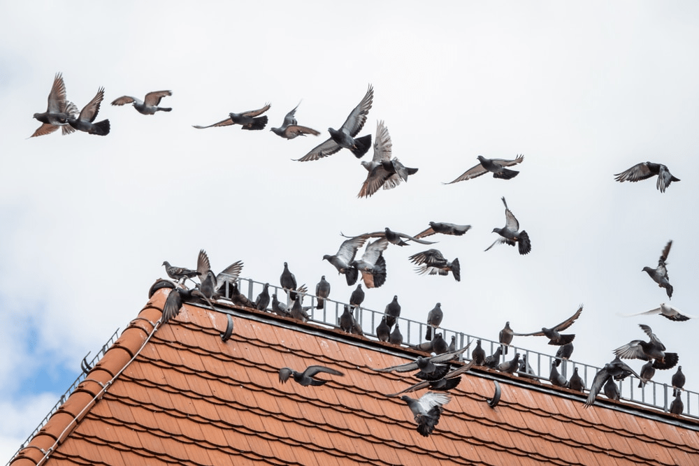 Bird Knocking On The Roof And Side Of My House