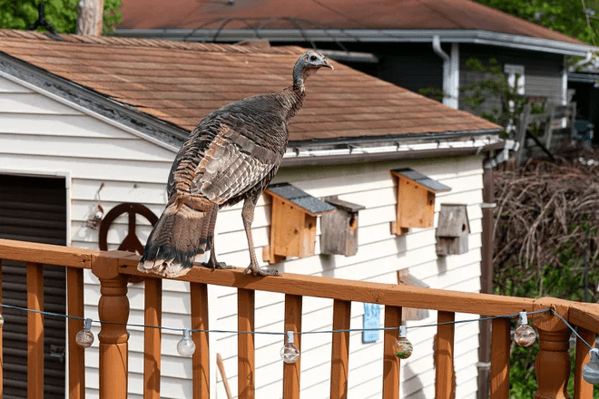 Do Wild Turkeys Go On The Roof Of The House
