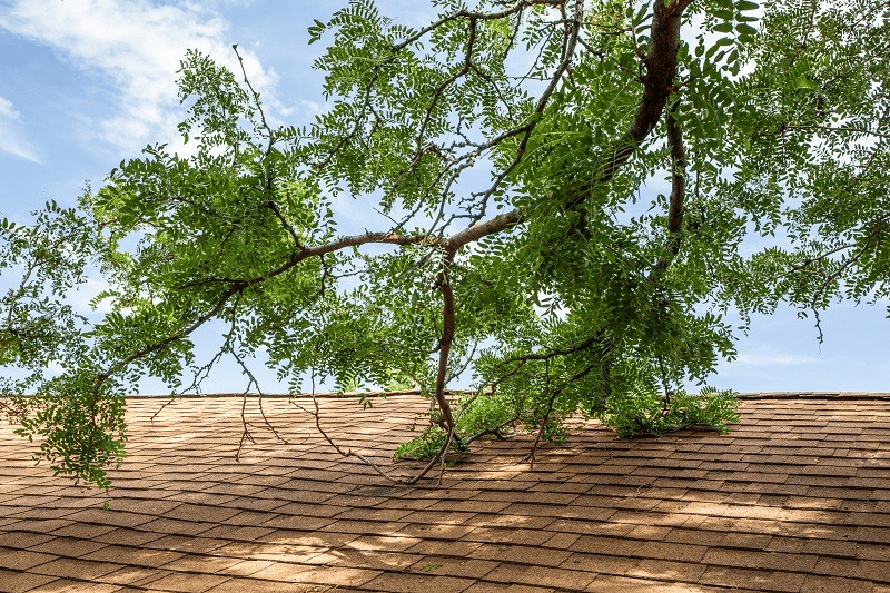 How Close Can Tree Branches Be From Roof Of House? Essential Homeowner Tips for Safety & Maintenance