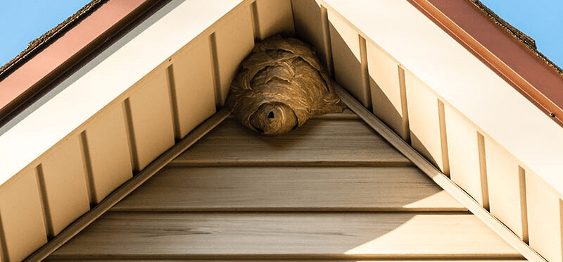 How To Eradicate Bees From A House Inside A Roof: Safe, Effective, and Humane Methods You Need to Know