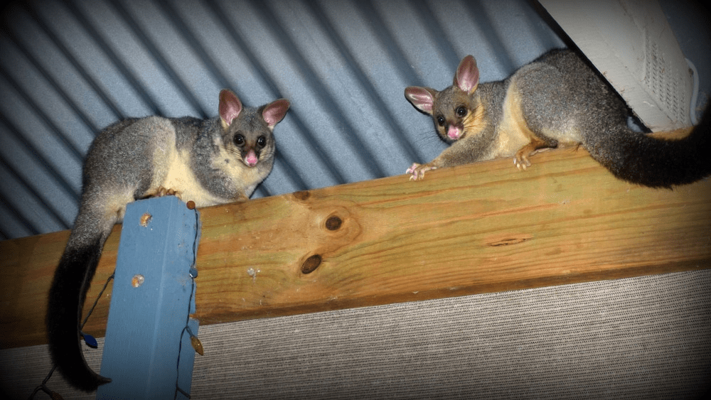 How To Get Rid Of Possums In Roof Of House – Safe, Humane, and Effective Solutions