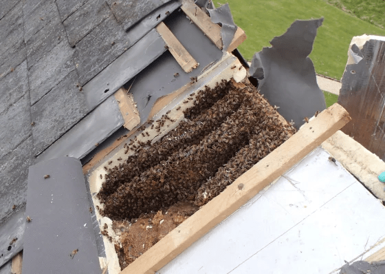 How To Iradicate Bees From A House Inside A Roof: Safe, Effective, and Practical Solutions
