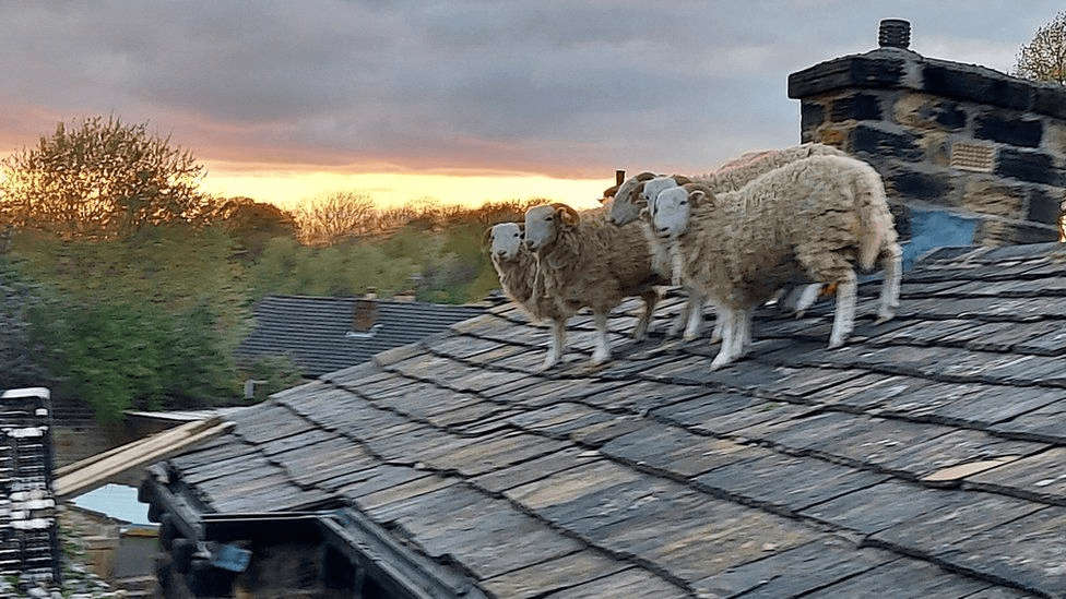 I Have A Sheep Doing Roofing Over At My House: What It Really Means
