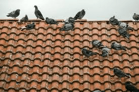 How To Get Rid Of Pigeons On House Roof (Safe & Proven Methods)